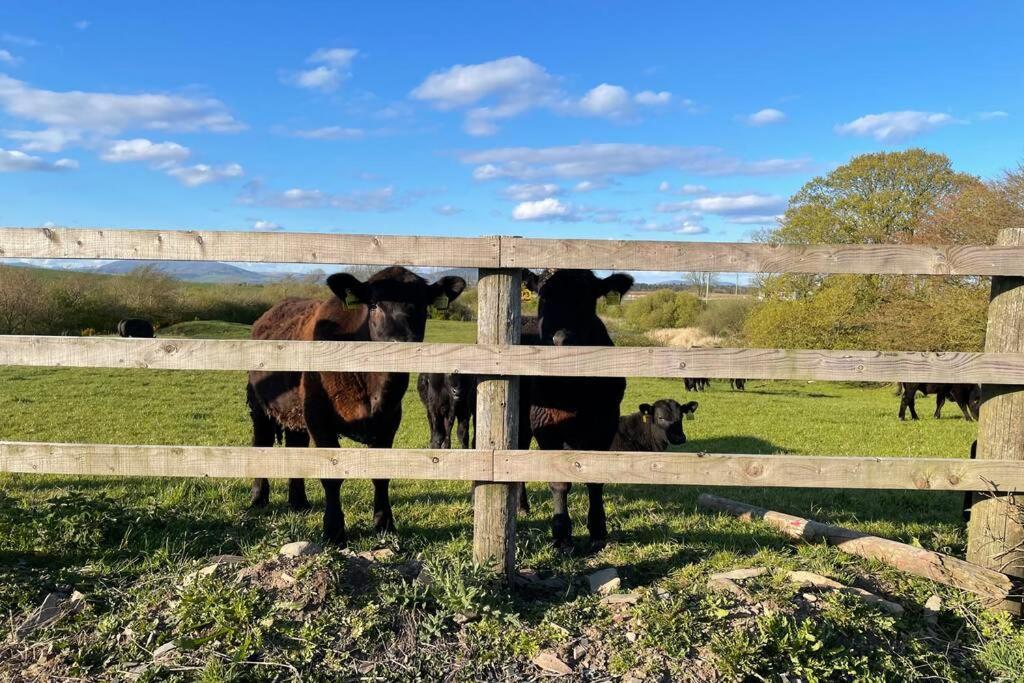 Galloway Farmstay Broughton Newton Stewart Ngoại thất bức ảnh